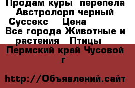 Продам куры, перепела. Австролорп черный. Суссекс. › Цена ­ 1 500 - Все города Животные и растения » Птицы   . Пермский край,Чусовой г.